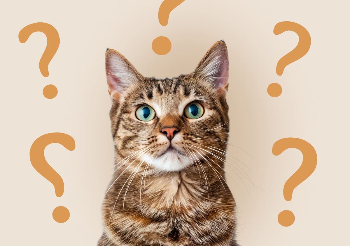 A group of cats in the shape of a question mark