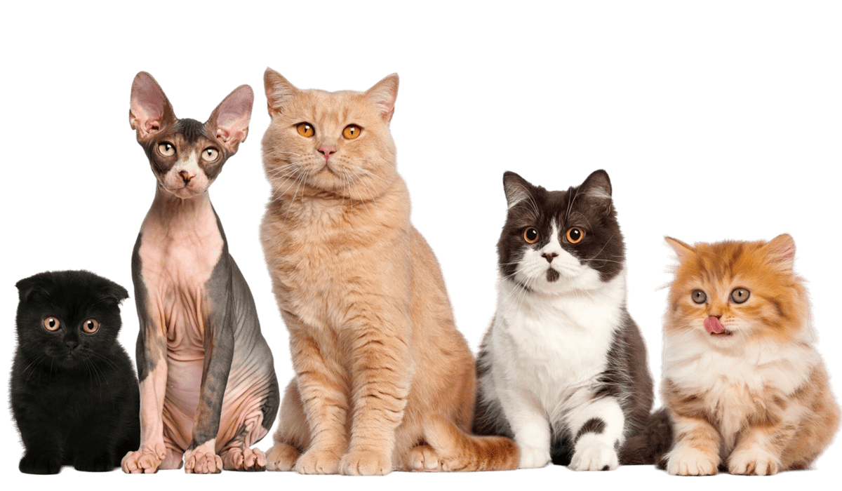 Preview of the Catium mobile app