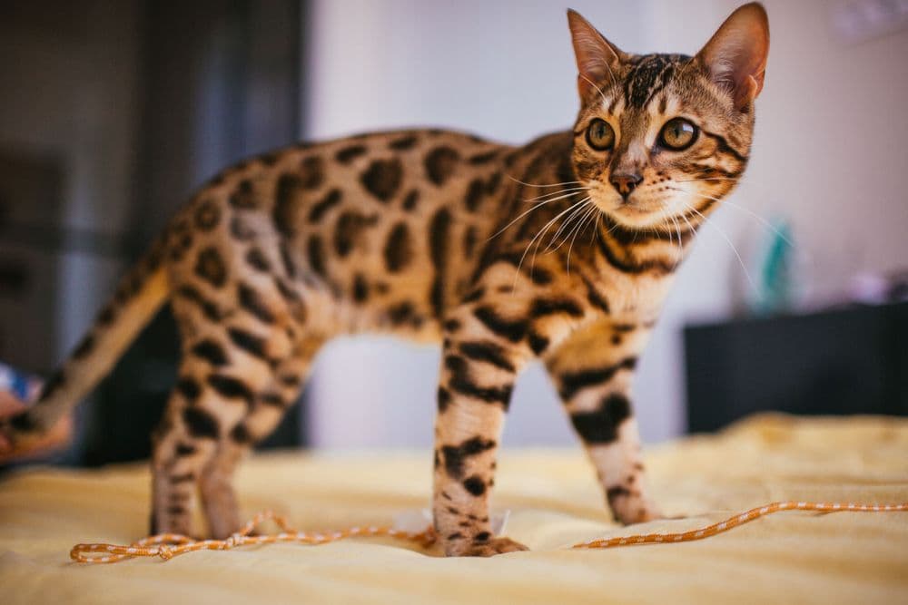 Bengal cat stands on a yellow bed