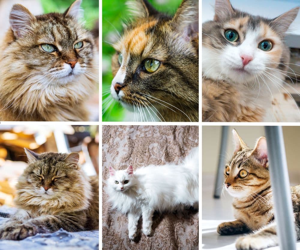 Popular cat breeds compiled in collage format