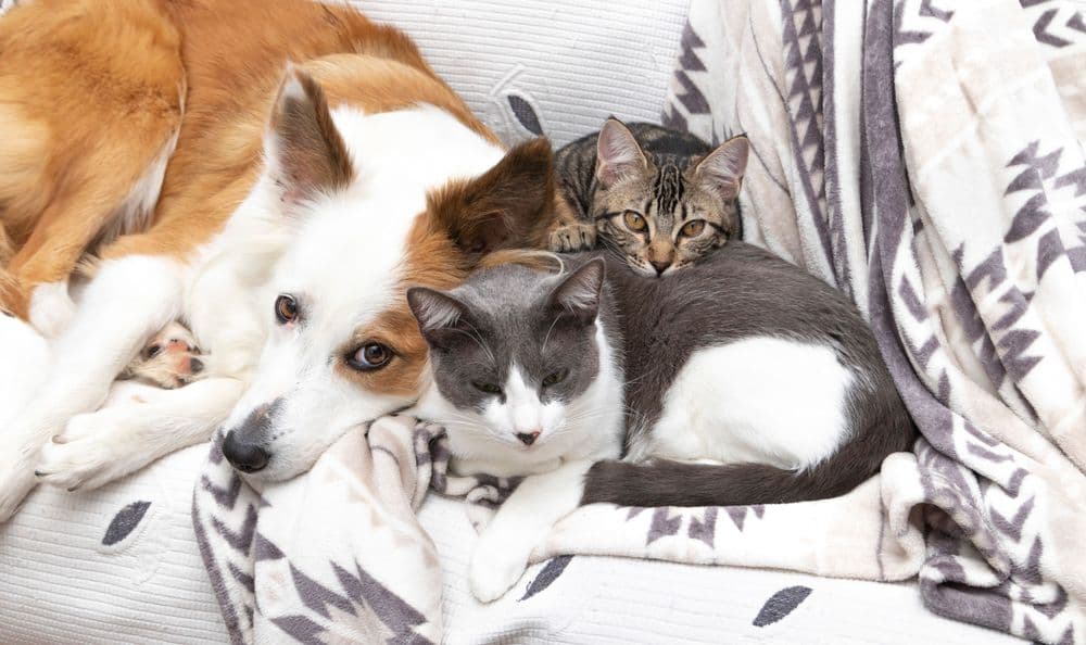 Dolce border collie, gatto grigio e bianco, gattino americano sdraiati insieme sul divano