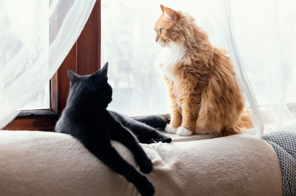 A shorthaired and a longhaired cat are sitting on the sofa