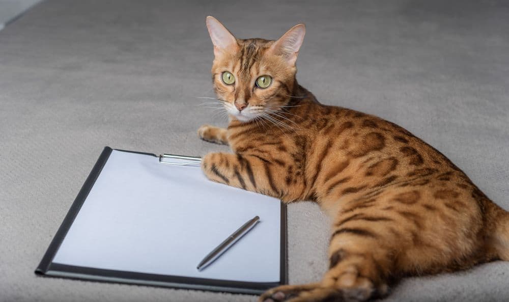A domestic cat lies on a blank sheet of paper.