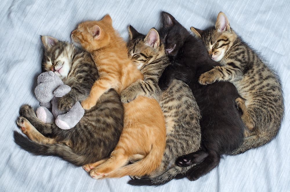 Five small domestic kittens sleep hugging each other
