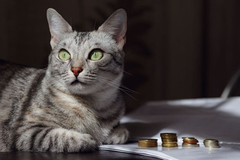 Un gatto grigio osserva una pila di monete