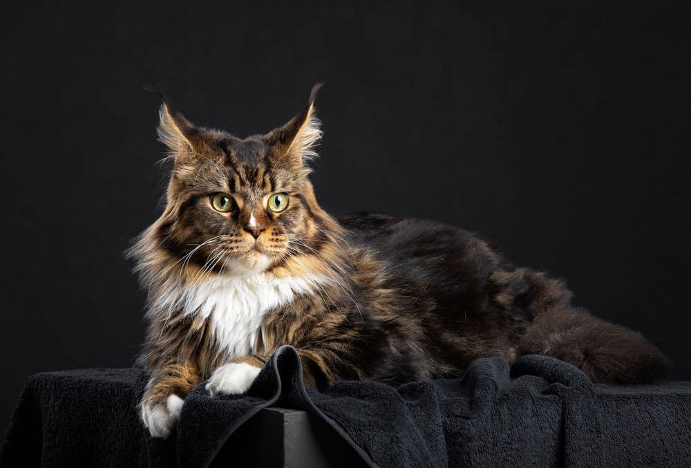 Maine Coon lying on a dark background