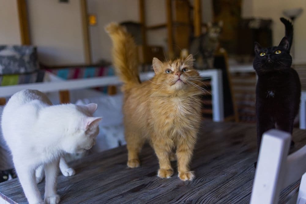 Three cats are waiting for food