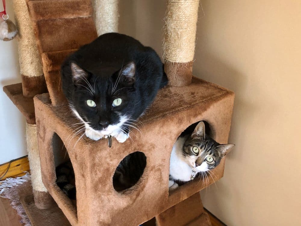 Two cats and their scratching post
