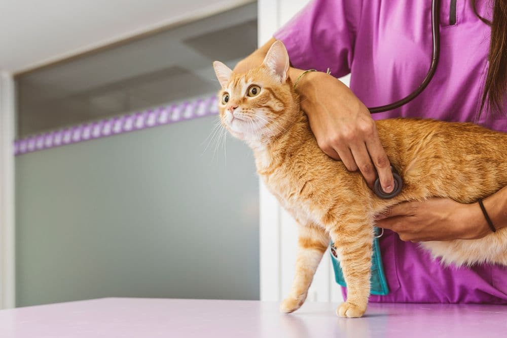 A veterinarian examines a cute beautiful cat