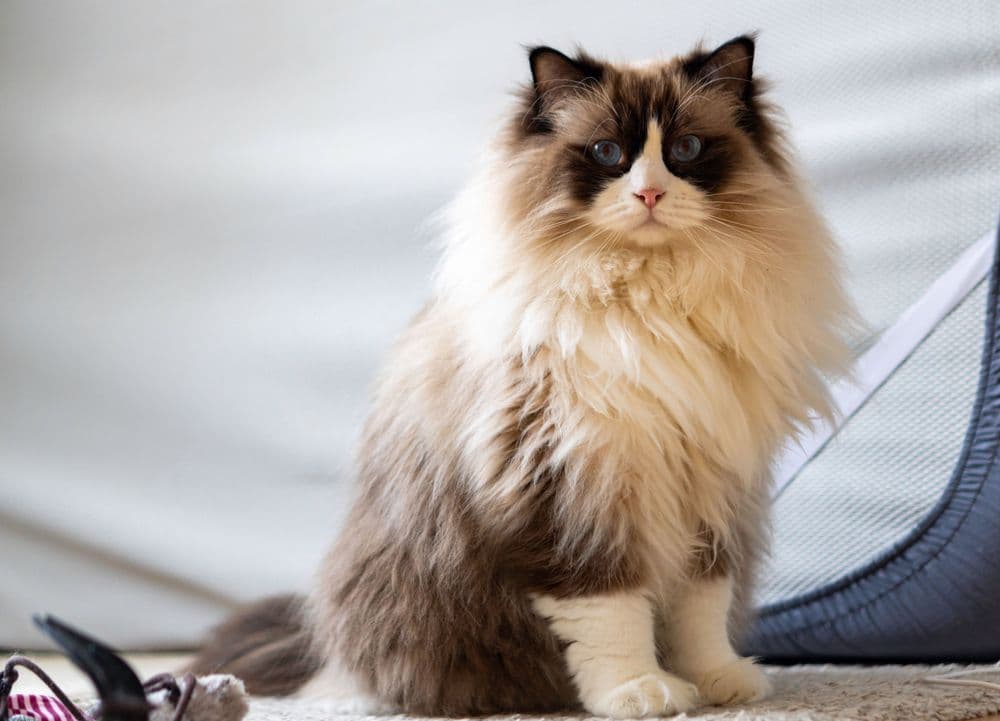 A fluffy white purebred Ragdoll cat with blue eyes sits on the floor and looks at the camera